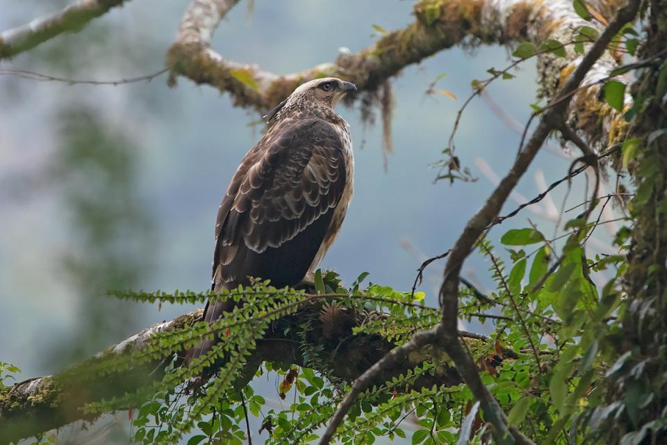 Birdwatching in Nepal: Best Spots, Best Seasons & Expert Tips for 2025/2026