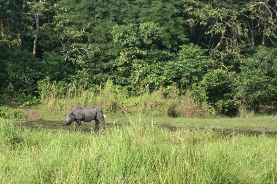 Ultimate Wildlife Photography Tours in Nepal