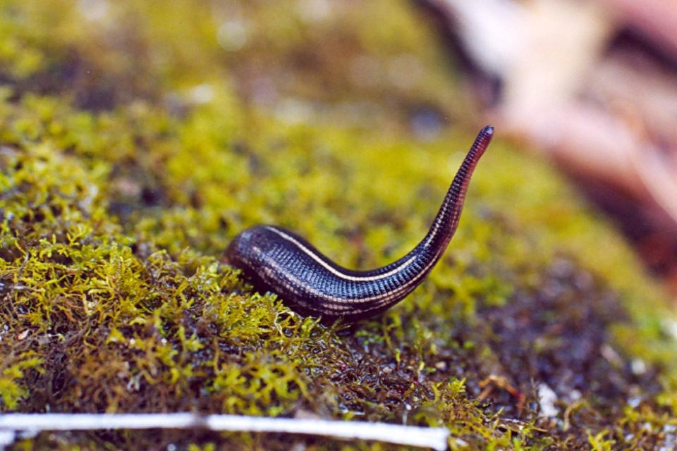 How to Avoid Leeches While Trekking in Nepal? A Complete Guide