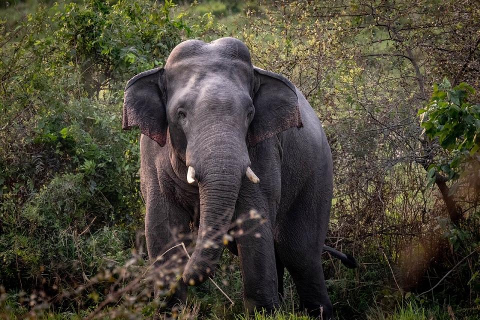 Koshi Tappu Wildlife Reserve