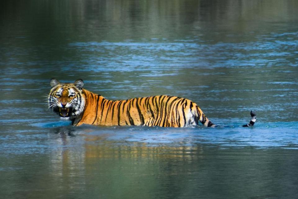 Why Nepal is the Best Place for Wildlife Photography?