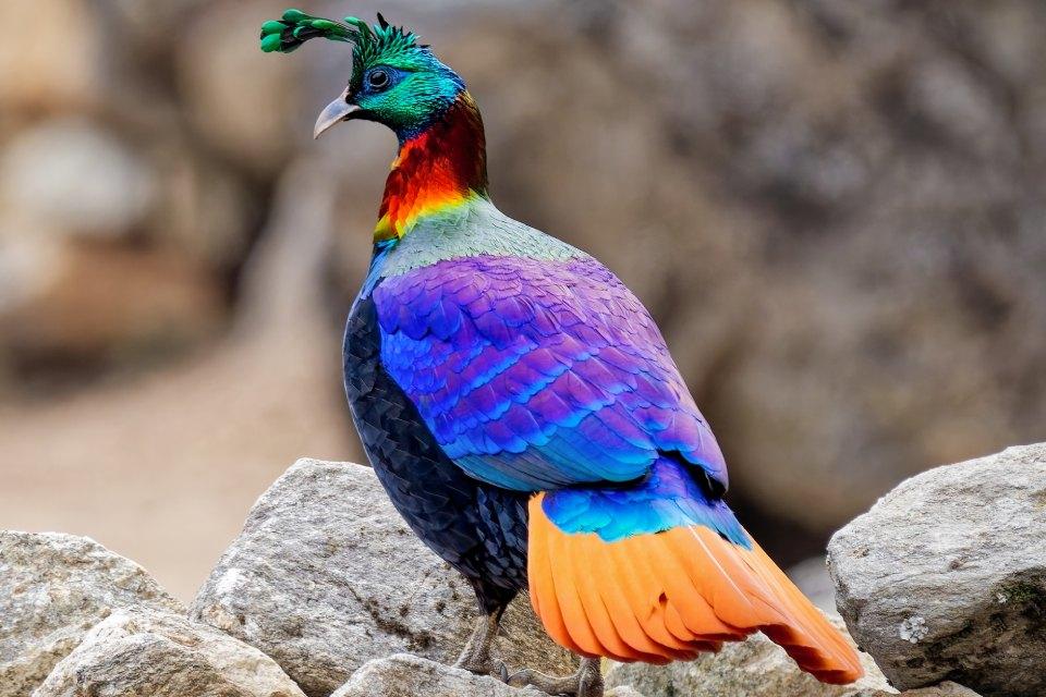 Bird Watching Tours in Nepal