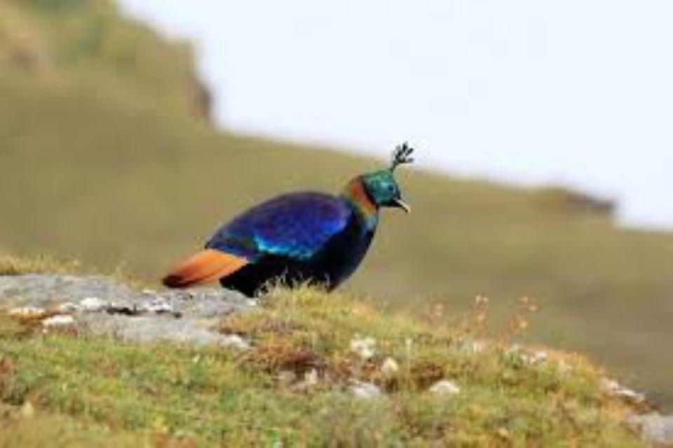 Birdwatching in Nepal: Best Spots for Rare Species