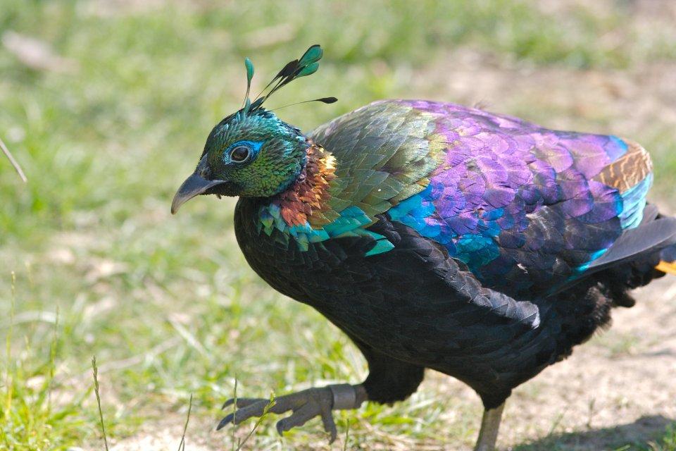 Best Bird Watching Destination in Nepal
