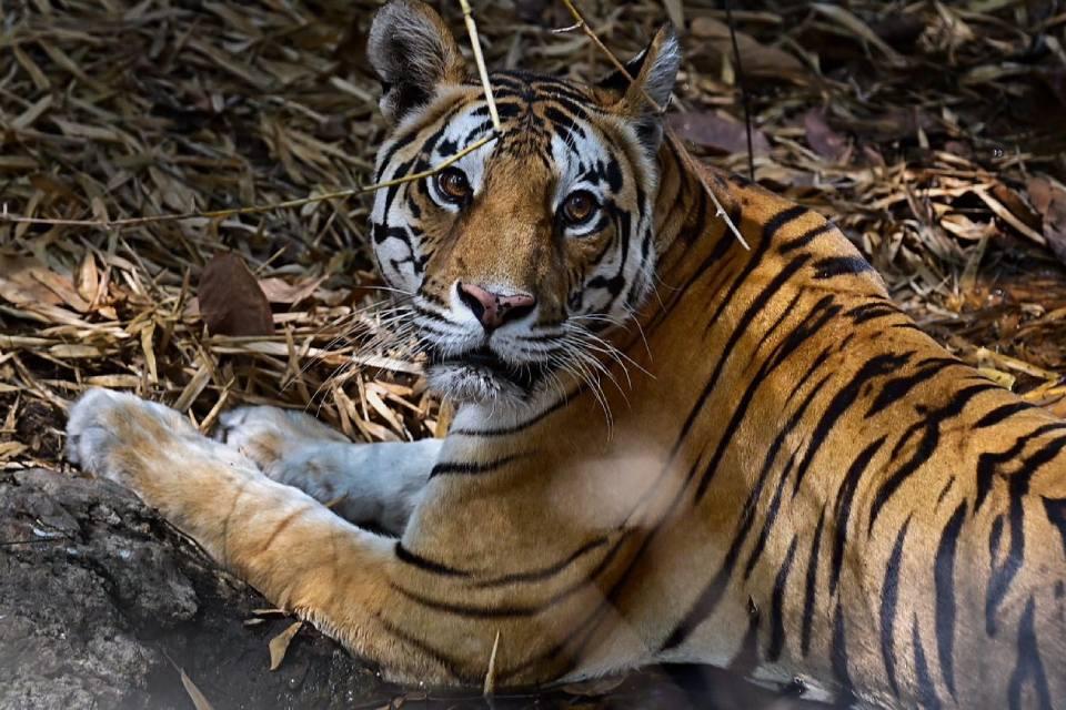 Best Time & Place for Tiger Safari in Nepal