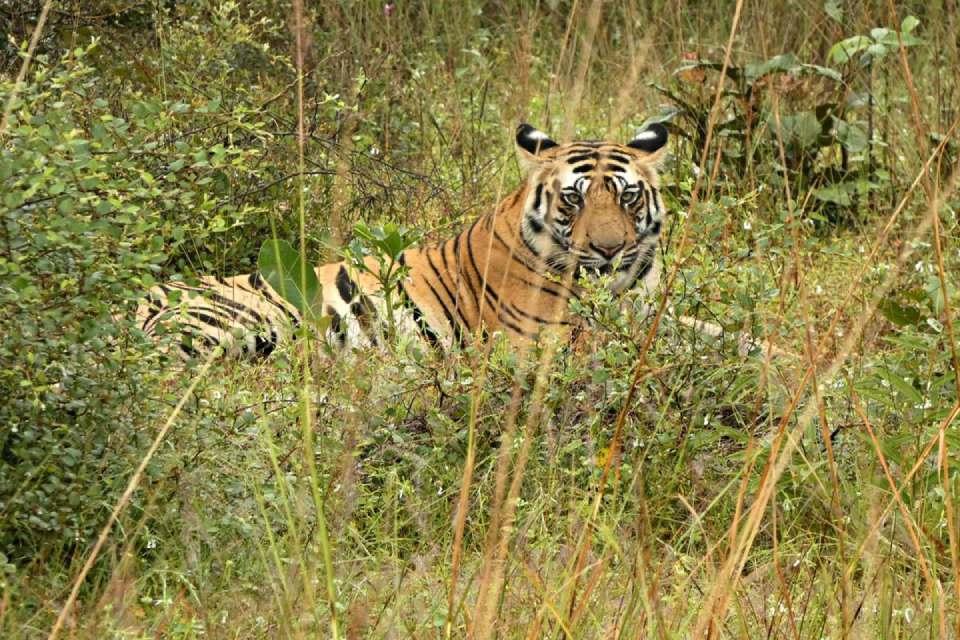 Best Place in Nepal to See Wild Tigers