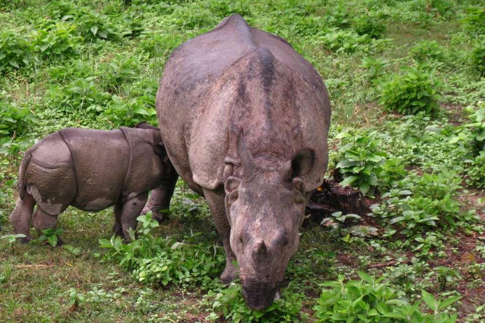 Wildlife Photography in Nepal