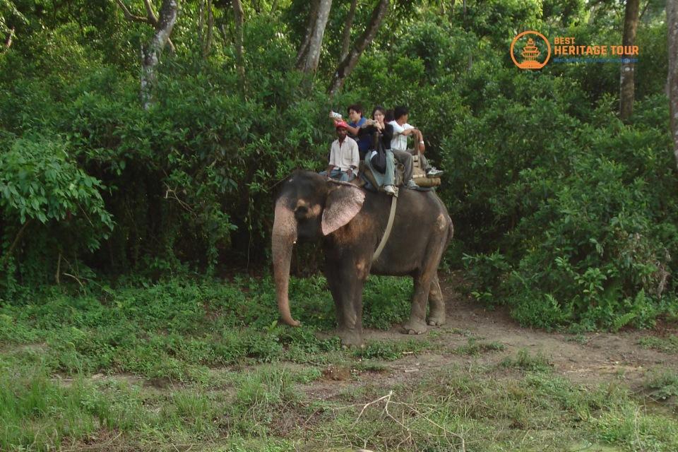 Jungle Safari in Nepal: A Complete Guide to Wildlife Adventures