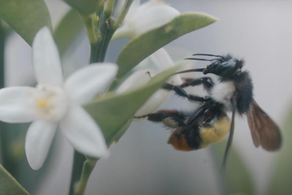 Traditional way of Mad Honey Harvesting