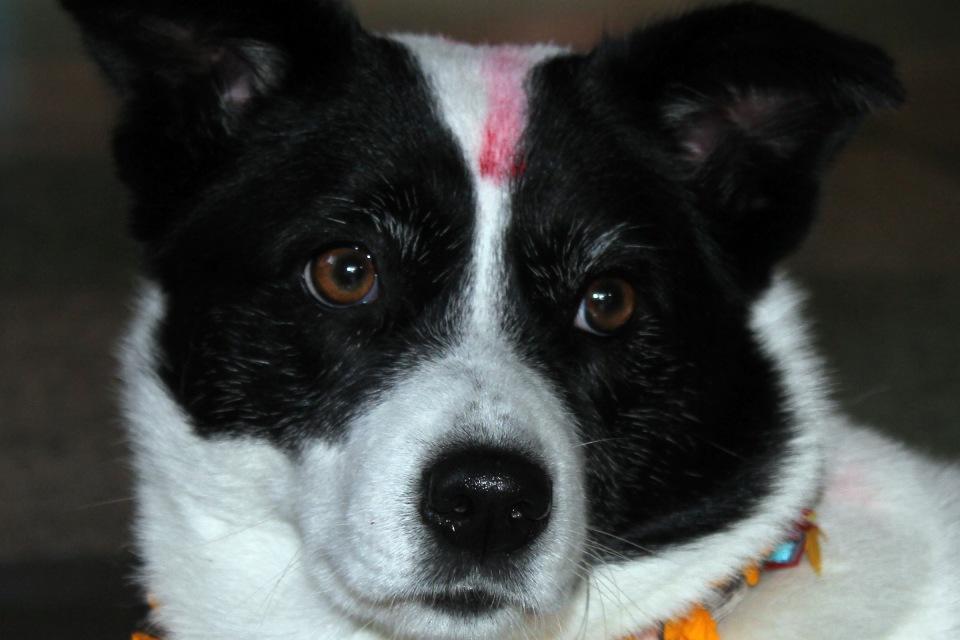Kukur Tihar Celebration