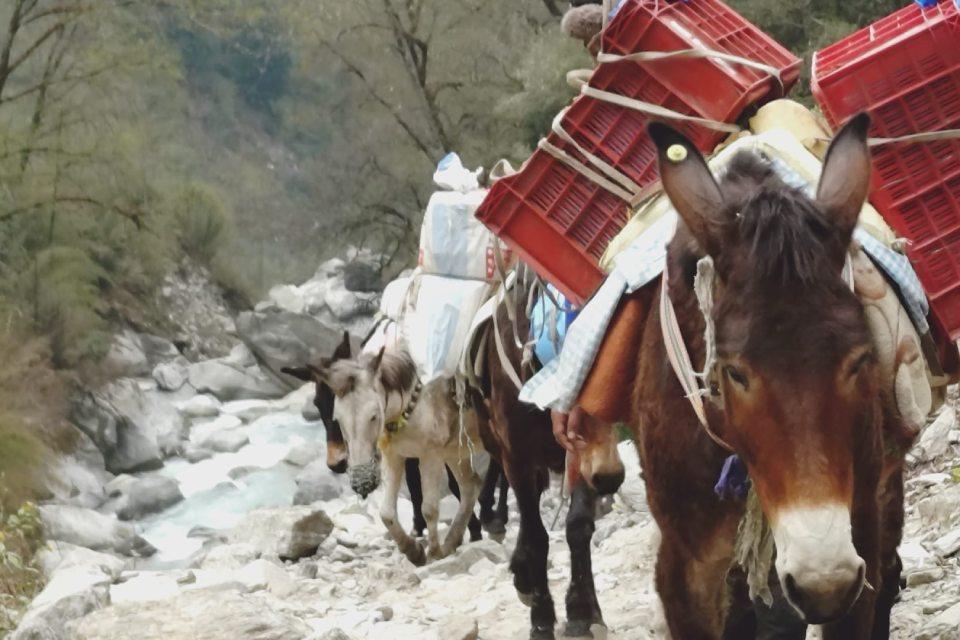 Langtang Valley Trek in Summer