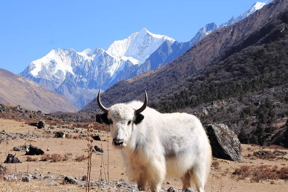 Difficulty Level of Langtang Valley Trek