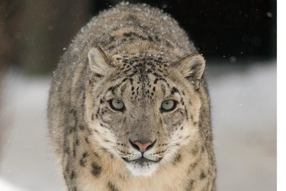 Snow Leopard Photography Tour