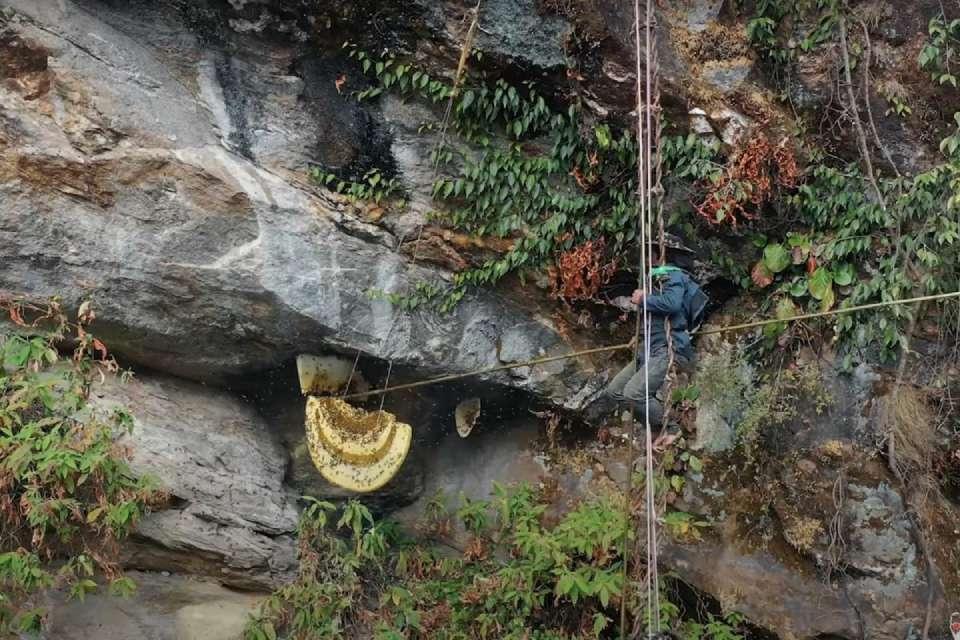 Mad Honey Hunters of Nepal
