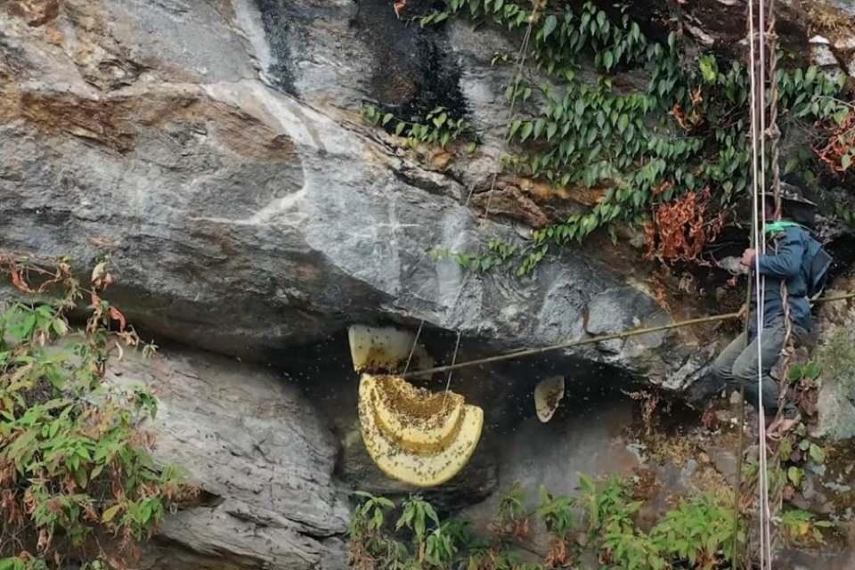 Best Time for Mad Honey Hunting Tour