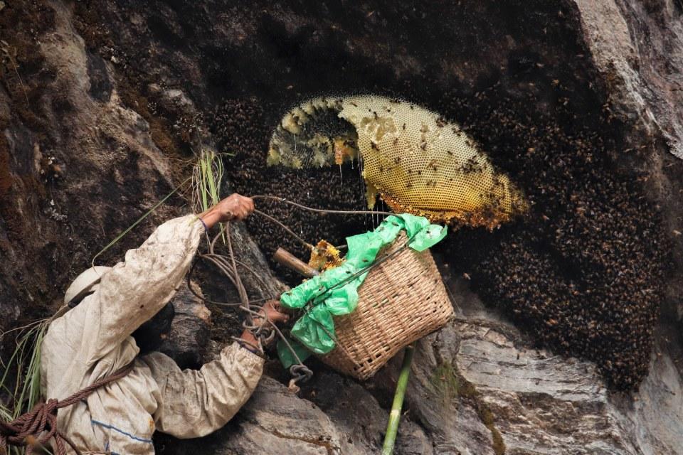 Everything You Need to Know About Honey Hunting Season in Nepal