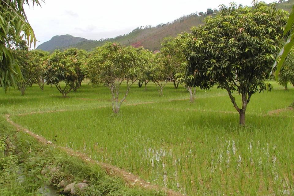 Traditional Farming Experience in Nepal