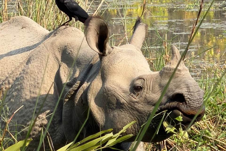 Best Place in Nepal to See Rhino in Nepal