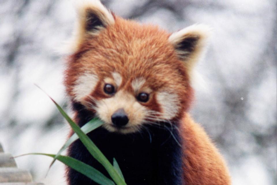 Best Place to Spot Red Panda in Nepal