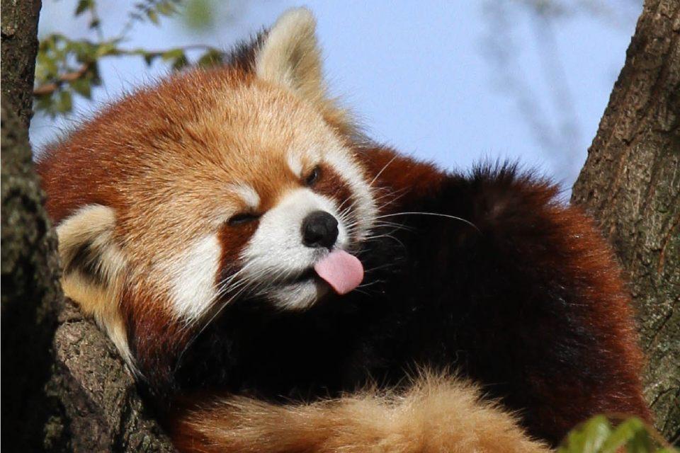 Best Time for Red Panda Photography