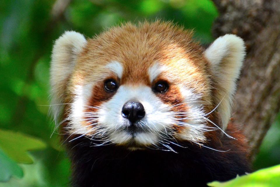 Why Ilam for Red Panda Photography?