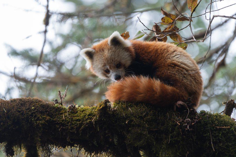 Red Panda in Cholangpati Area
