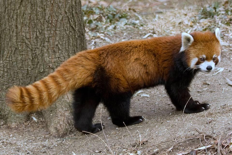 Red Panda Photography in Nepal