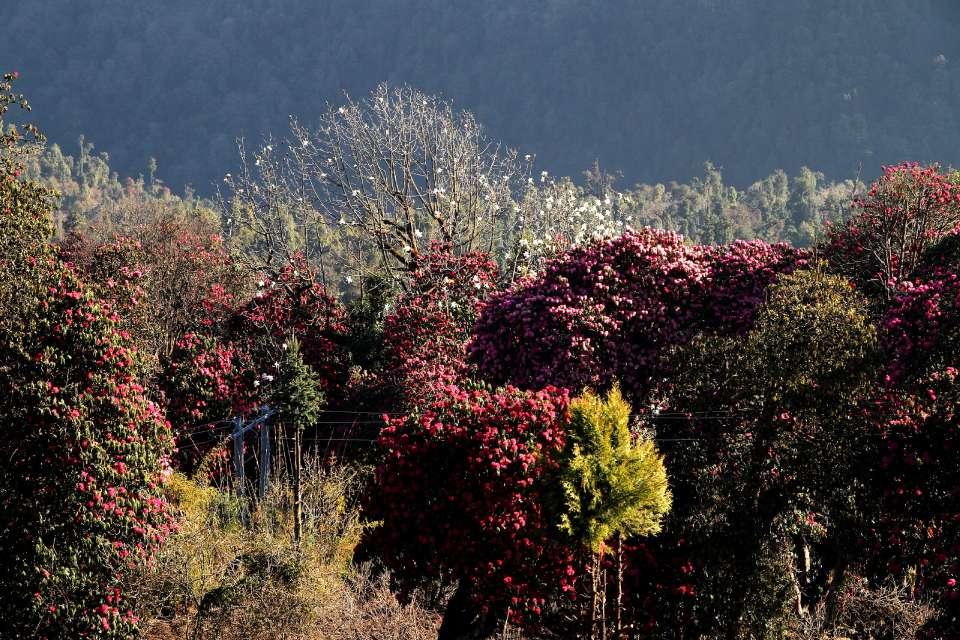 Ghorepani Poonhill Trek in Spring