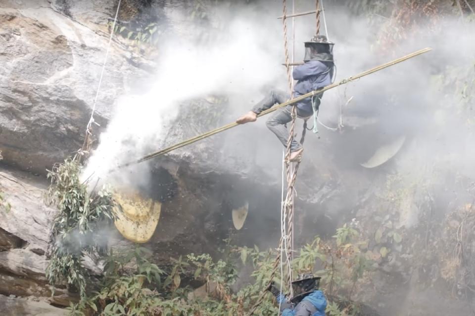Mad Honey Hunting Location in Nepal