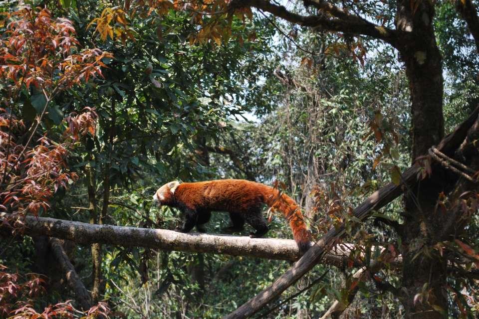 Why Cholangpati Area is Famous for Red Panda?