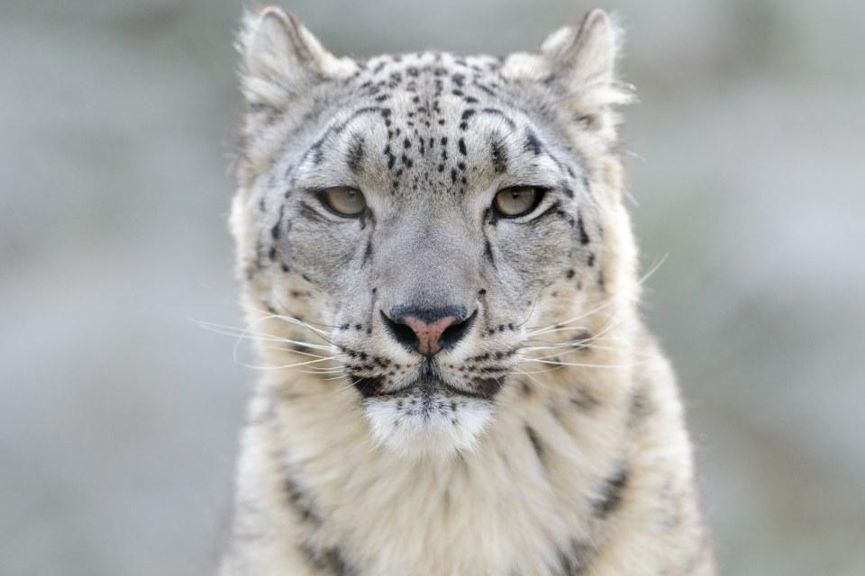 Snow Leopard Photography in Nepal