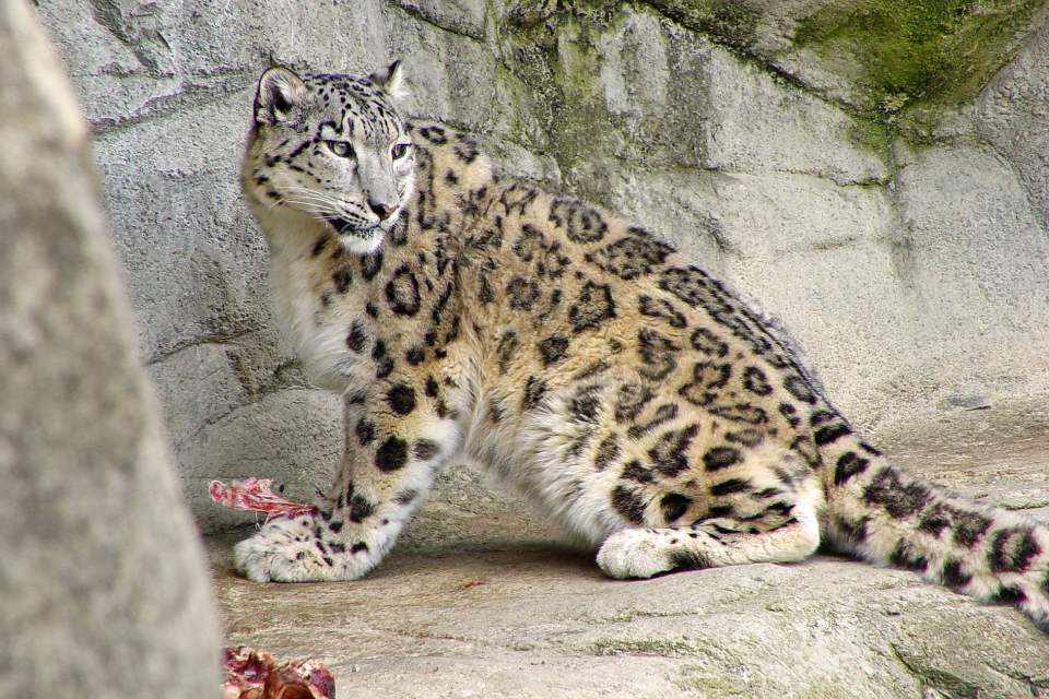 Best Time for Snow Leopard Photography