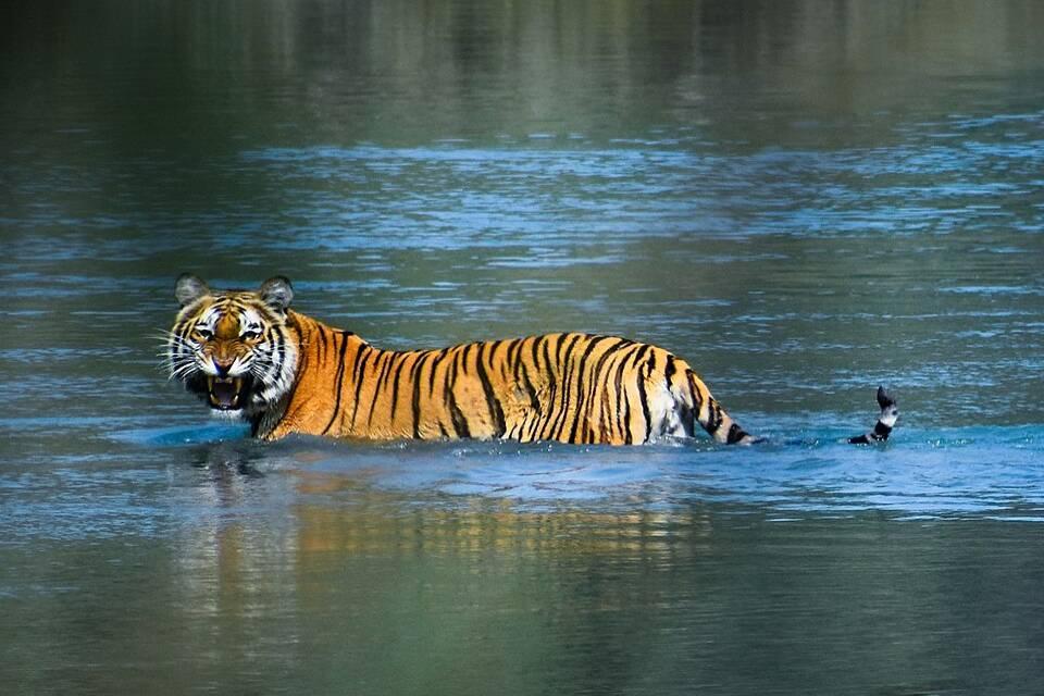 Why Nepal is a Top Destination for Spotting Wild Tigers?
