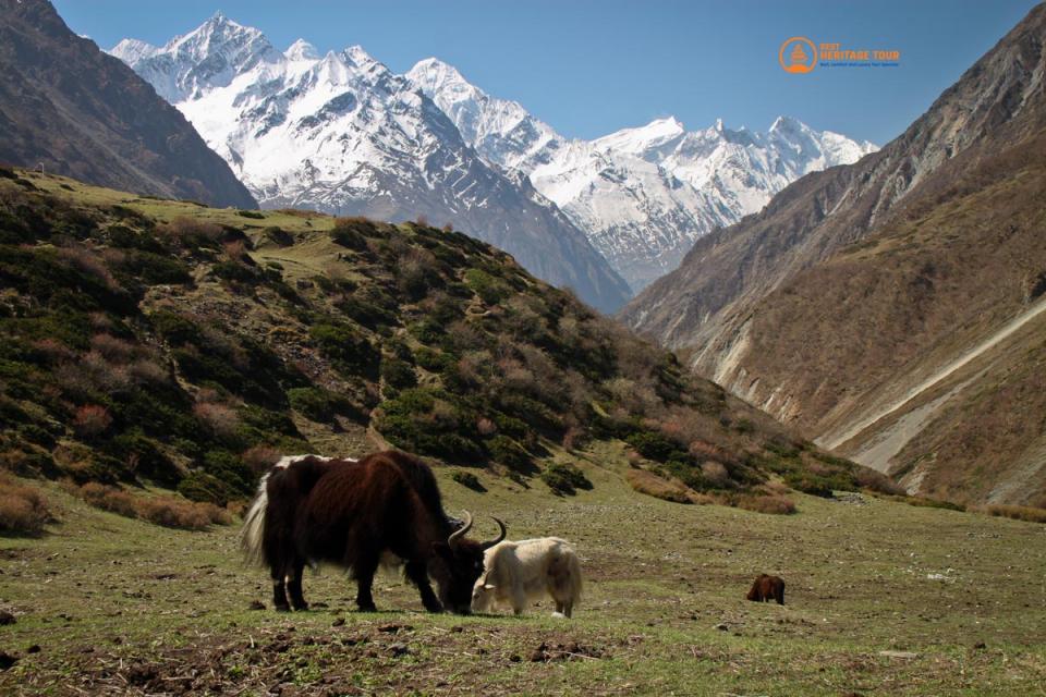Is Trekking Difficult in Nepal?