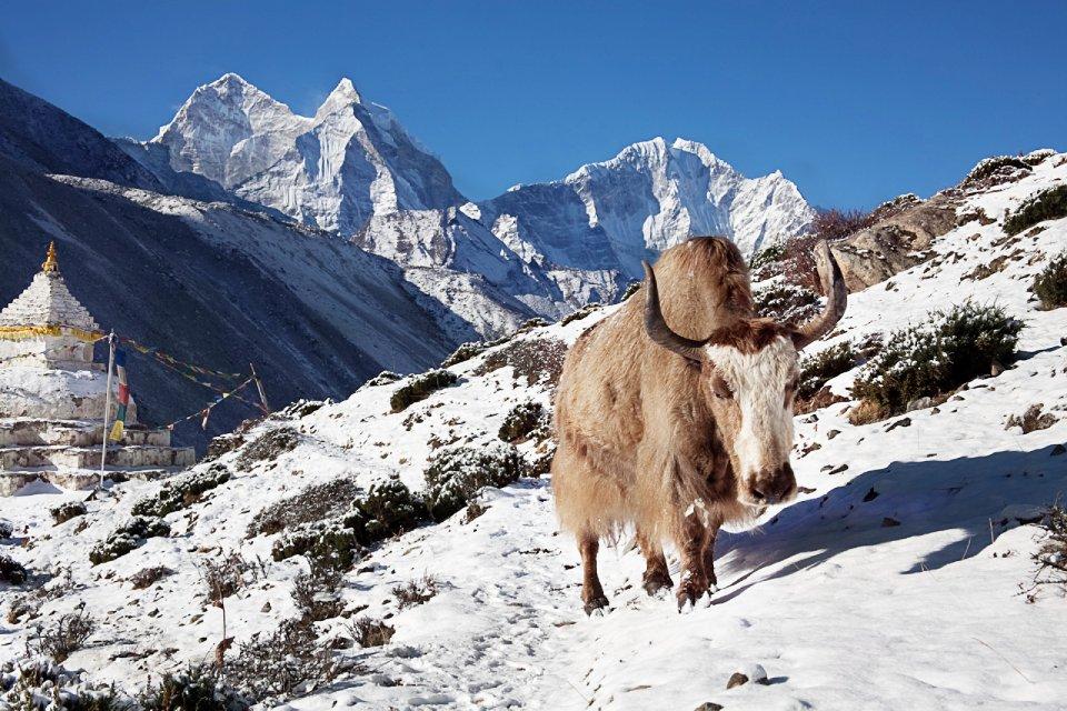 See Yaks in Nepal Trekking