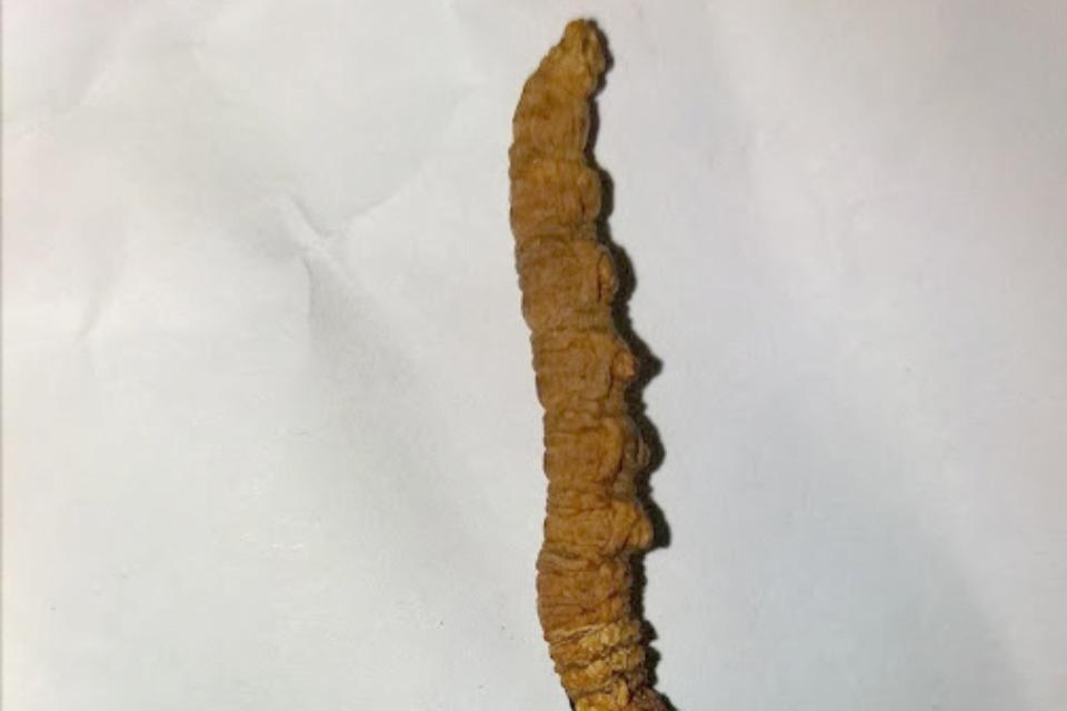 Yarsagumba in Nepal