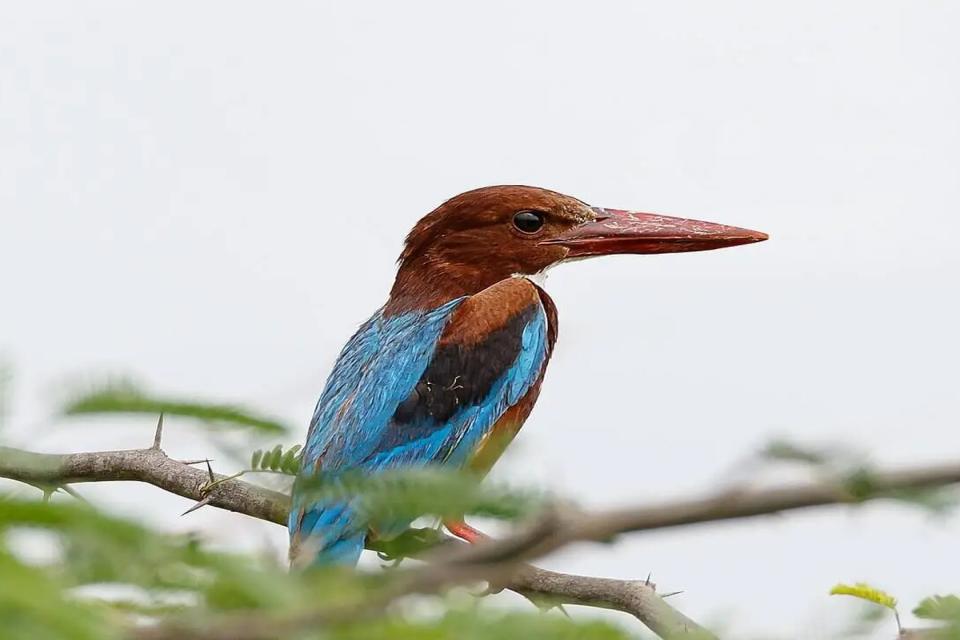 Migratory Bird Native Wildlife Photography Tour Koshi Tappu