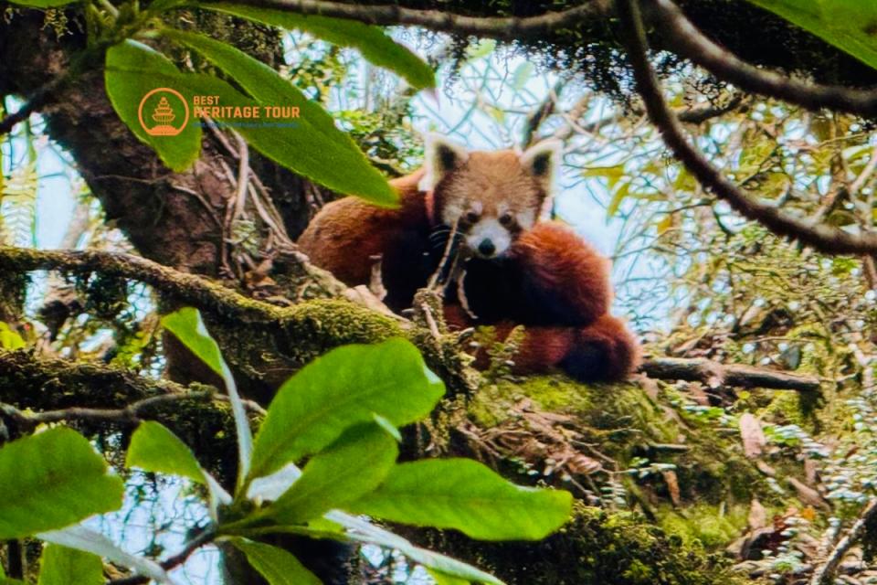 Red Panda Photography in Ilam