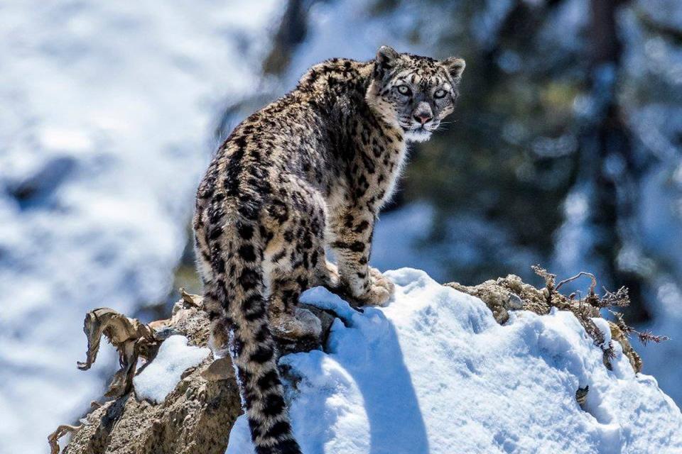 Snow Leopard Photography in Manang