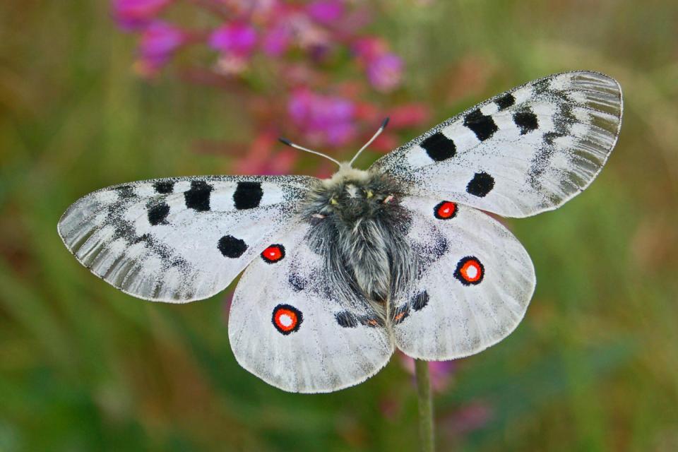 Nepal Butterfly Photography Tour Capture Rare Species