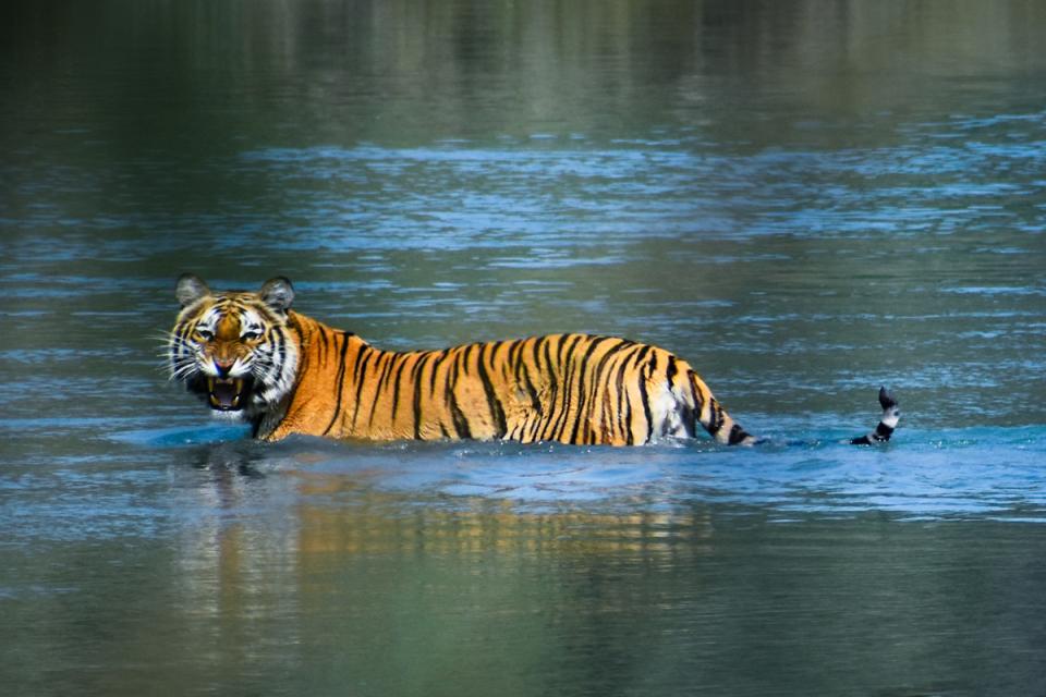Royal Bengal Tiger One Horned Rhino Photography Bardiya