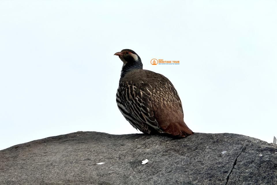 Bird Photography Tour in Gosaikunda and Langtang National Park
