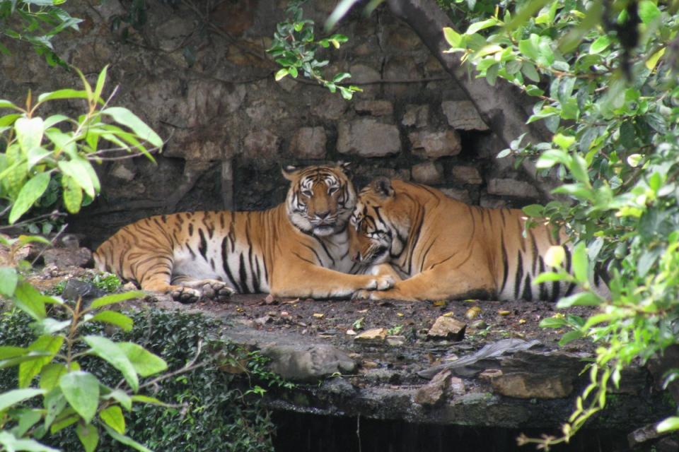 Central Zoo & Tibetan Refugee Camp Tour in Kathmandu
