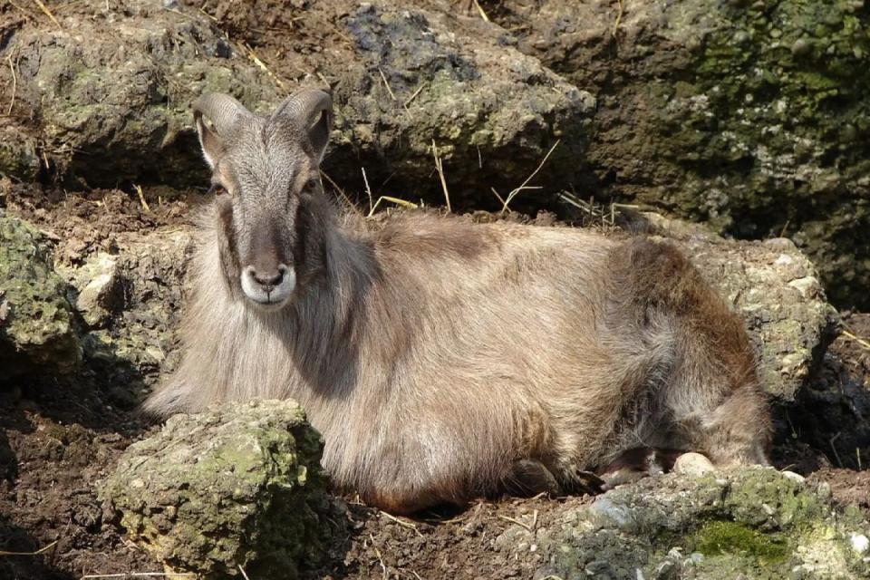 Blue Sheep and Himalayan Tahr Hunting in Nepal