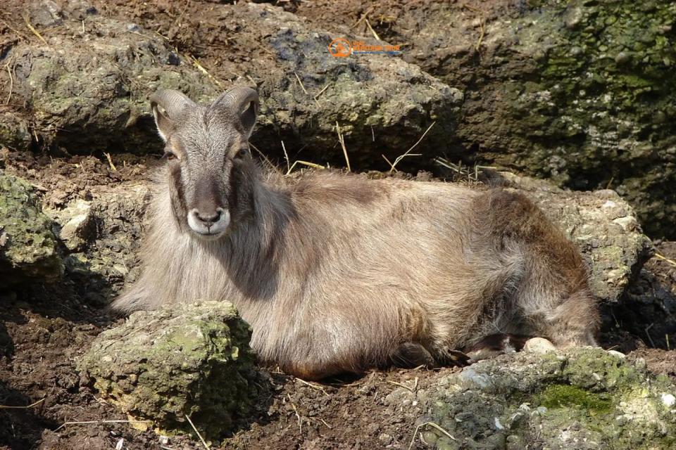 Blue Sheep and Himalayan Tahr Hunting in Nepal