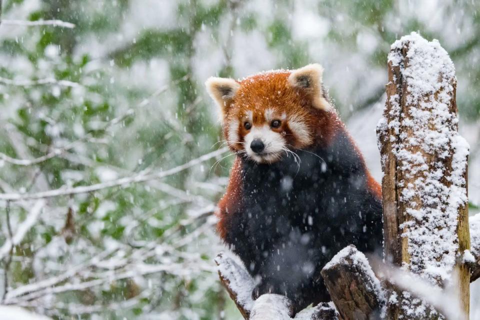 Red Panda Photography in Langtang National Park