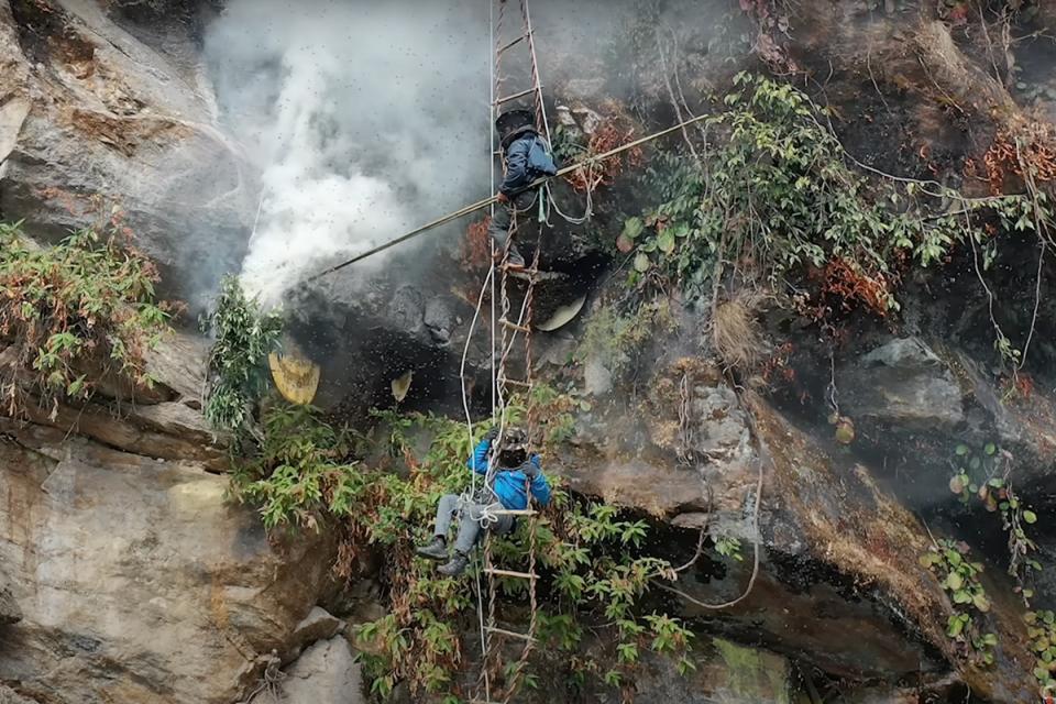 Short Honey Hunting in Nepal