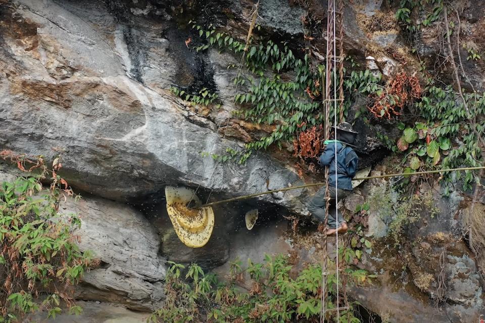 Honey Hunting in Nepal