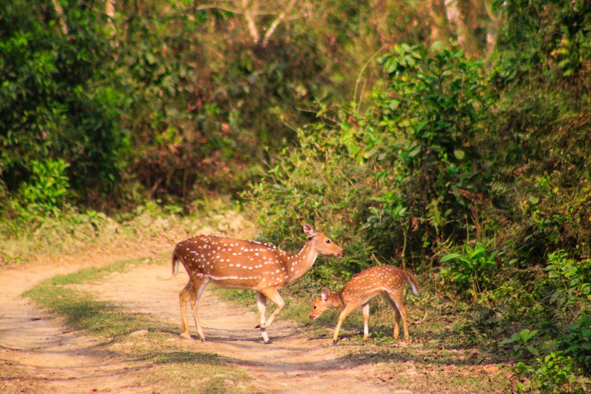 Chitwan National park