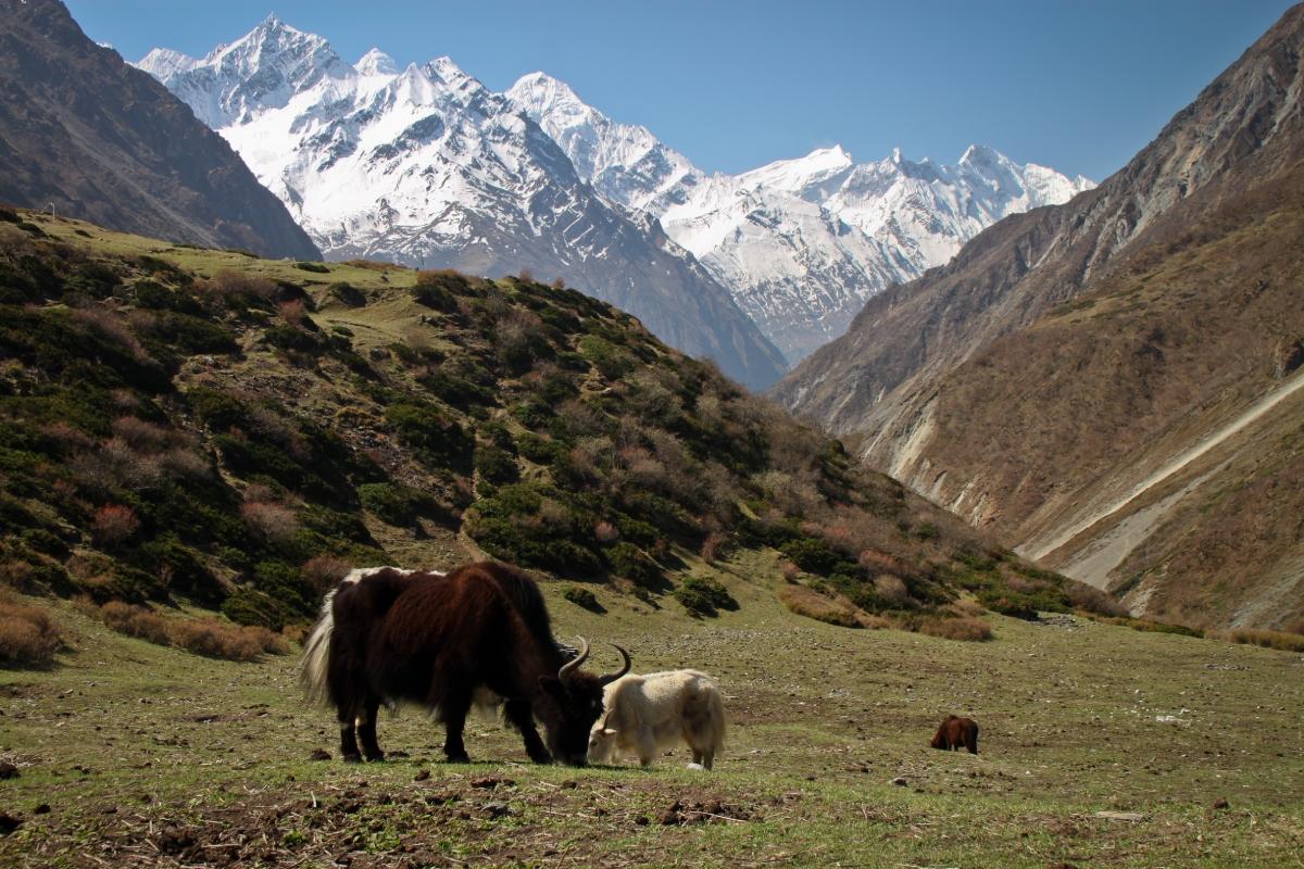 Tsum Valley Trekking